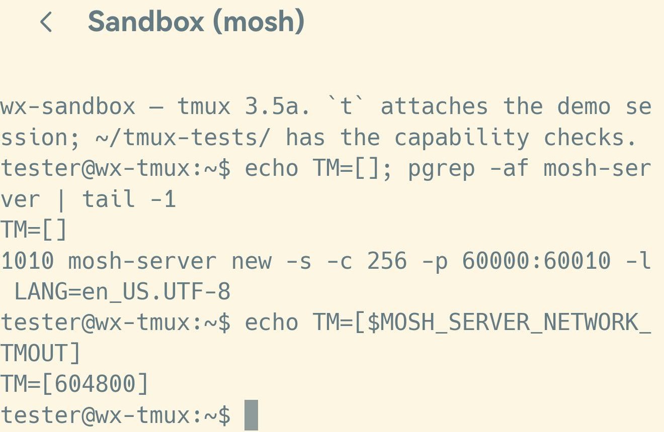 mosh 会话里的两条命令：pgrep 打印出 mosh-server new -s -c 256 -p 60000:60010 -l LANG=en_US.UTF-8，echo 打印出 TM=[604800]。